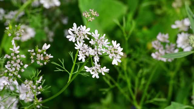 花园里有香菜花视频素材