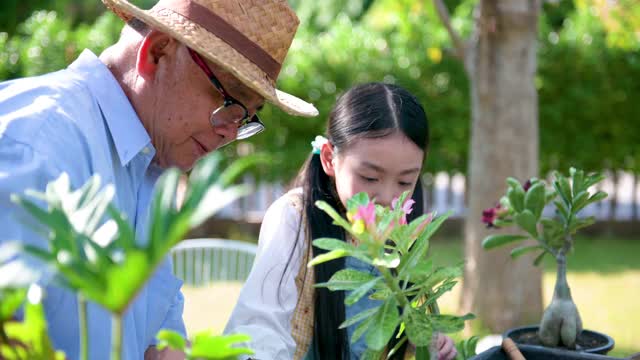 孙女正在帮爷爷给花园里的植物浇水。视频素材