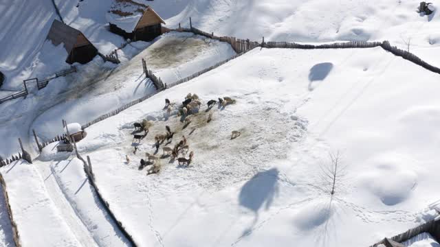 山羊在农场羊圈冬季村庄领土在滑雪胜地鸟瞰图。冬季滑雪场的滑雪缆车。冬村晴天小屋从飞行无人机4k视频素材