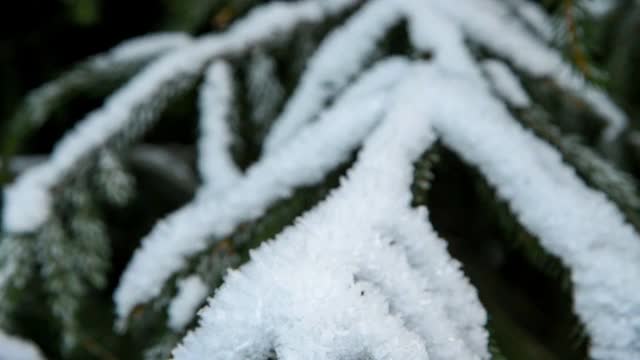 云杉树枝上覆盖着雪视频素材