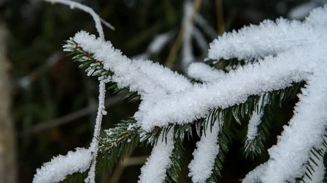 云杉树枝上覆盖着雪视频素材