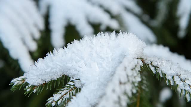 云杉树枝上覆盖着雪视频素材