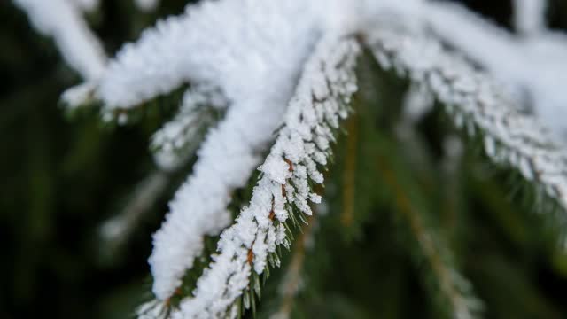 云杉树枝上覆盖着雪视频素材