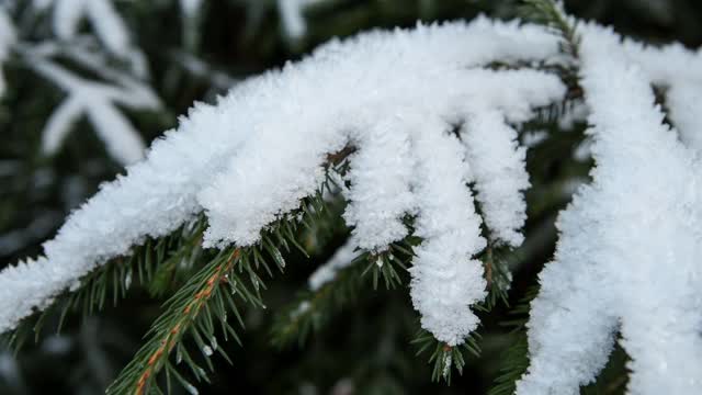 云杉树枝上覆盖着雪视频素材