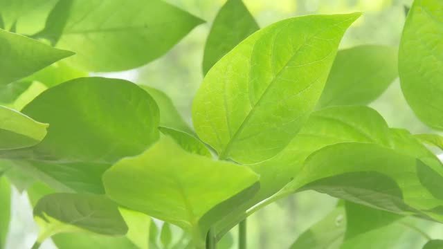 年轻的豆芽。绿色的拍摄。叶子视频下载