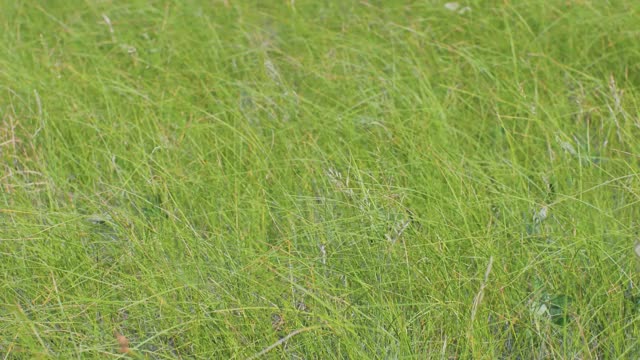 田野里绿色茂密的草的特写视频下载