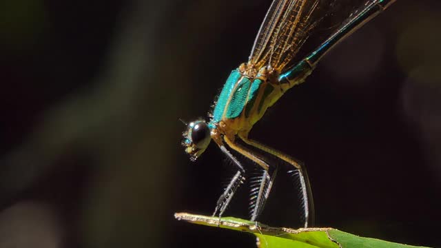 热带雨林树枝上的蜻蜓。视频下载