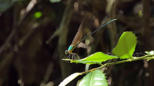 热带雨林中的蜻蜓。视频下载