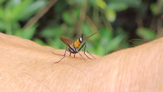 长腿苍蝇寄生在有皮肤的人身上。视频下载