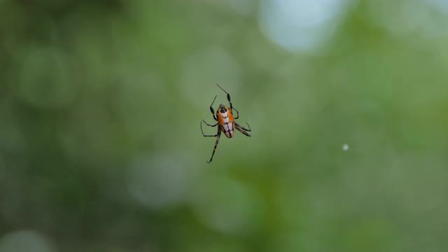 热带雨林中的蜘蛛。视频下载