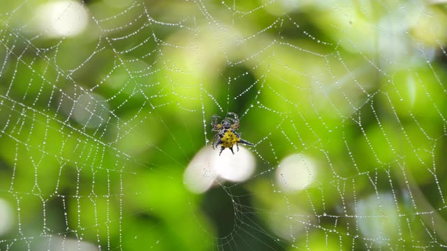 热带雨林里蜘蛛网上的蜘蛛。视频下载