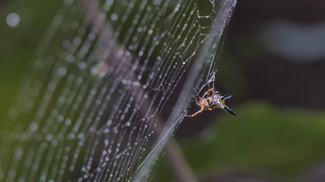 热带雨林里蜘蛛网上的蜘蛛。视频下载