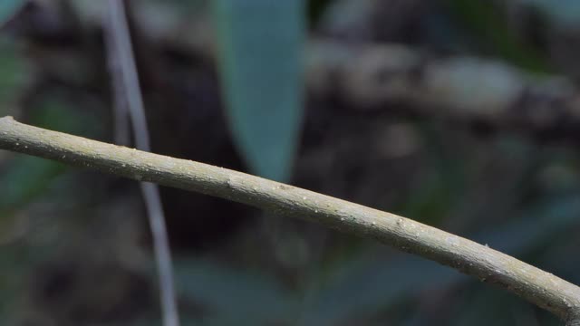 热带雨林中的毛虫。视频下载