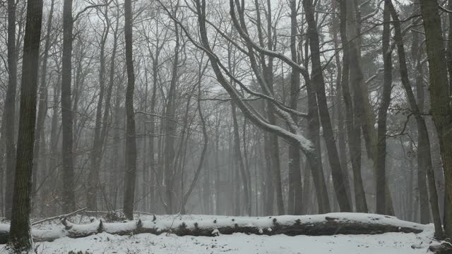 冬天森林里有暴风雪。视频素材