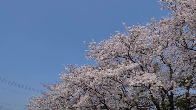 樱花在风中摇曳视频素材