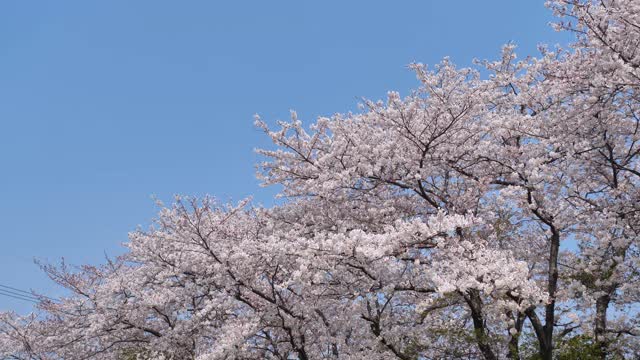 樱花在风中摇曳视频素材