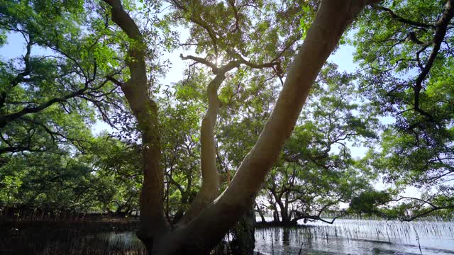 红树林位于热带雨林的绿水沿线，热带红树林的树根位于热带湿地地区。视频素材