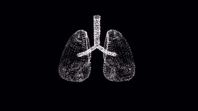 人肺有气管、支气管等内脏器官。肺医学科学技术概念。线框低多边形网格。视频素材