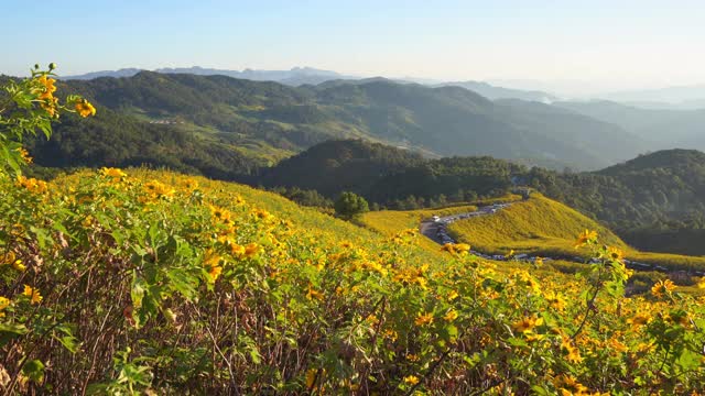 空中全景日光与花田通Buatong超过泰国北部的山视频素材