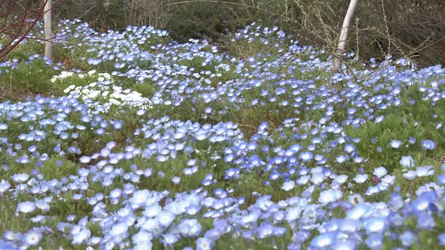 日本大分市的Nemophila和Bees视频素材