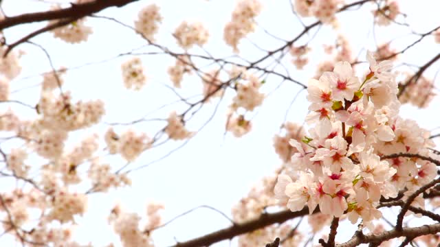 樱花正在盛开视频素材