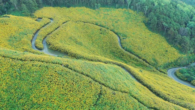 泰国北部的通布通花田视频素材