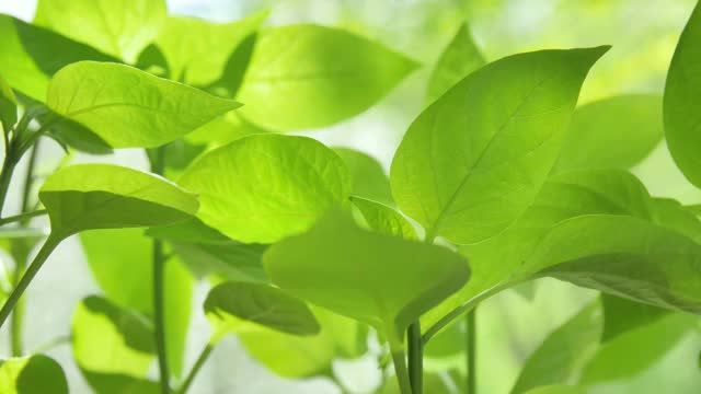 新鲜健康的绿色生物背景与抽象模糊的树叶和明亮的夏季阳光视频下载