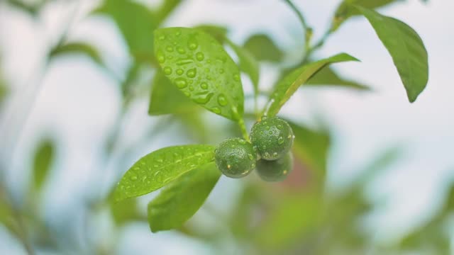 特写的小绿色金橘水果在一个分枝与树叶与水滴视频下载