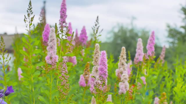 装饰花弹子绣线菊。花领域视频下载