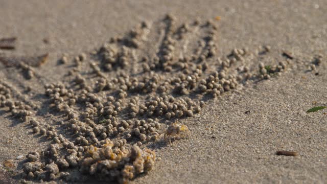 沙泡蟹和沙球视频素材