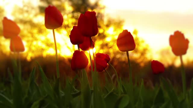 花朵郁金香在夕阳的背景视频素材