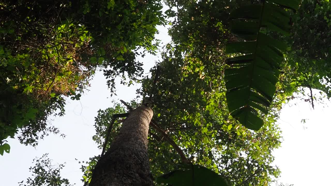 在热带雨林中寻找树视频素材