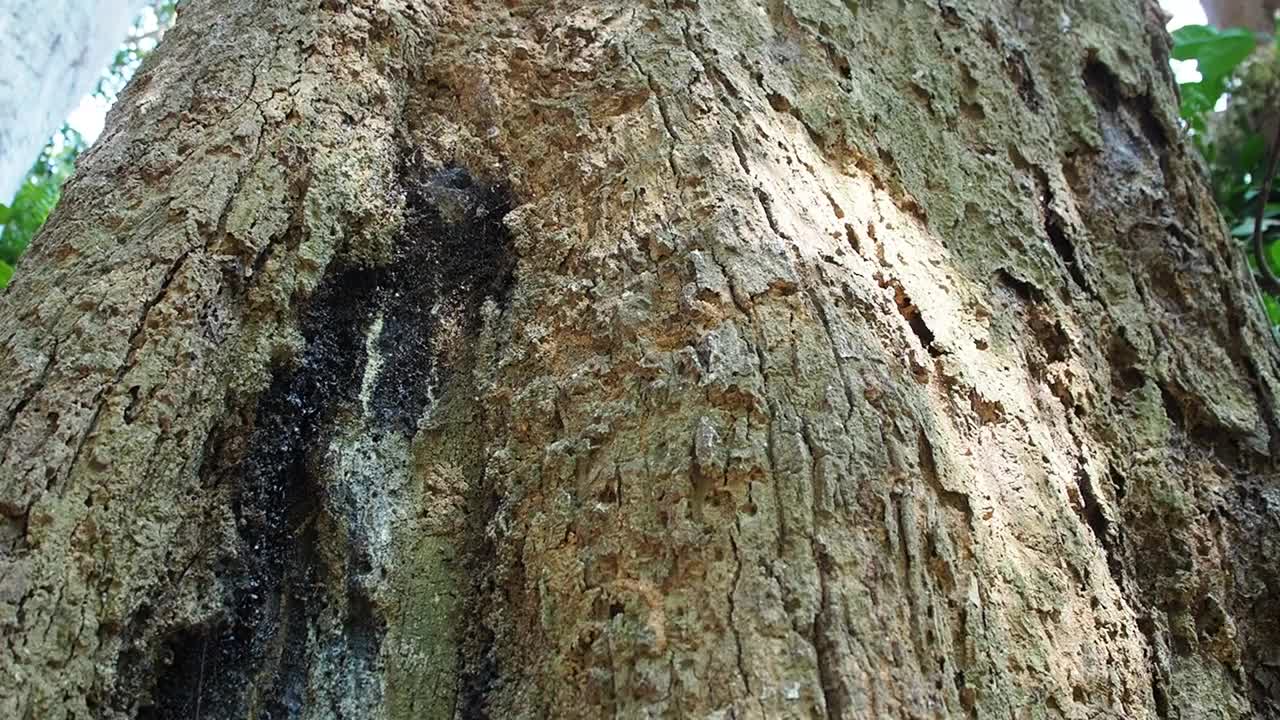 在热带雨林中寻找树视频素材