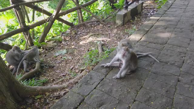 猕猴互相飞出跳蚤，巴厘岛的猕猴视频素材