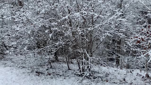 公园自然区新雪视频素材