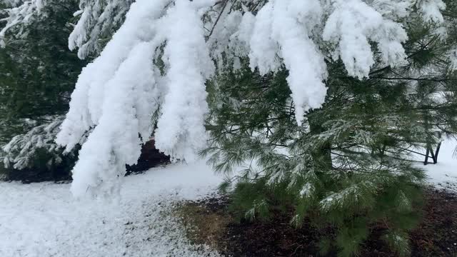 公园自然区新雪视频素材