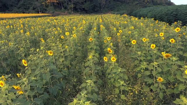 空中向日葵领域视频素材