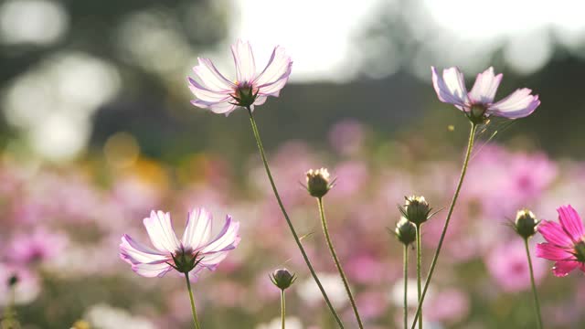 近距离的粉红色宇宙花盛开在花园里视频素材