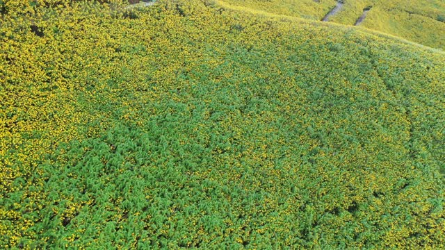 航空全景图农业领域，花越过泰国北部的山视频素材