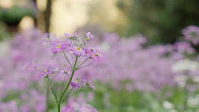 美丽的粉红色花朵在花园里绽放和花瓣，四季春夏，生态与环境，植物学在草地，花卉在野外自然背景，无人，无人。视频素材