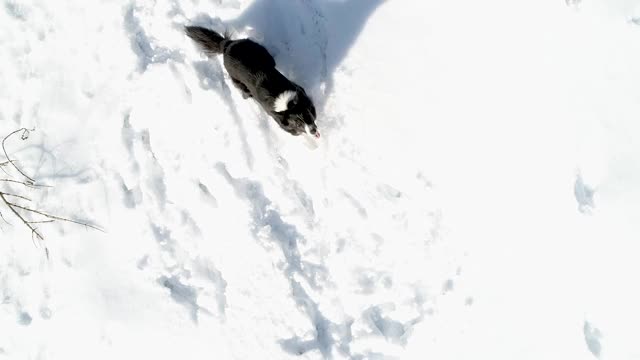 博德牧羊犬试图在雪地里捕捉无人机的鸟瞰图。西班牙。视频素材