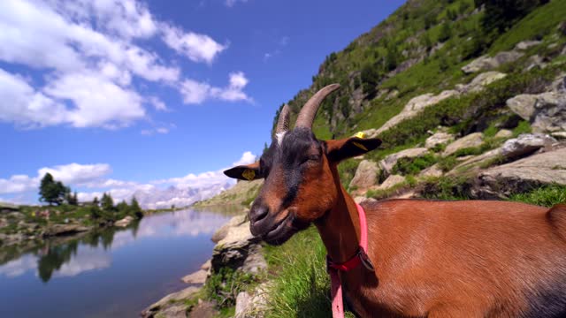 风景与欧洲阿尔卑斯山山山羊。高山野山羊躺在湖边的石头上。美妙的晴天是在山湖。美丽的岩石和欣赏惊人的风景山峰视频素材