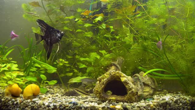 水族鱼在水族馆里游泳视频素材