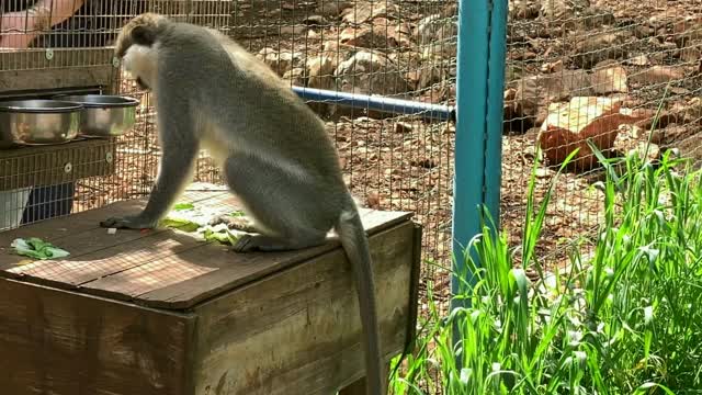 非洲绿猴或黑长尾视频素材