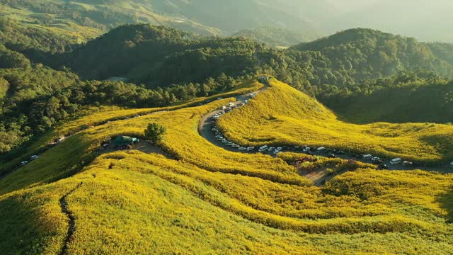 空中全景日光与花田通Buatong超过泰国北部的山视频素材