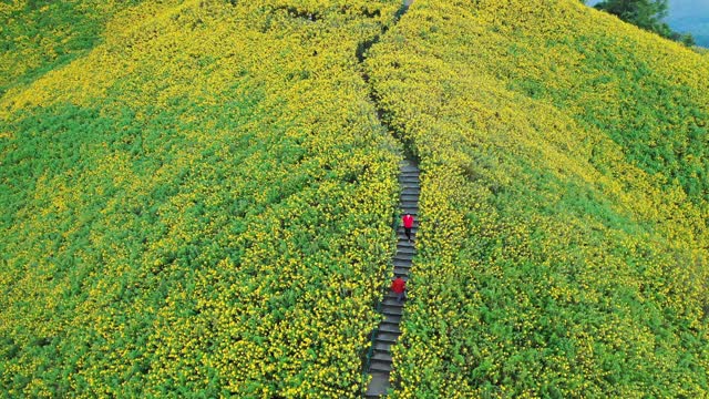 航空全景图农业领域，花越过泰国北部的山视频素材