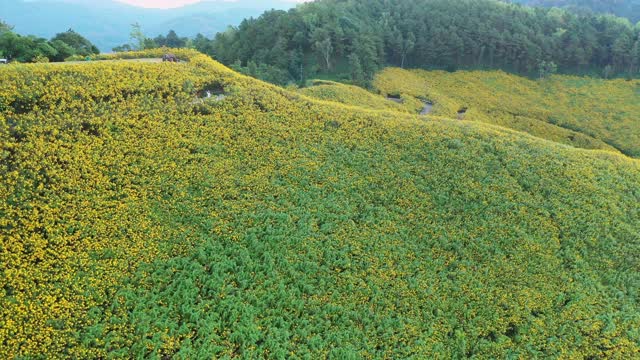 航空全景图农业领域，花越过泰国北部的山视频素材