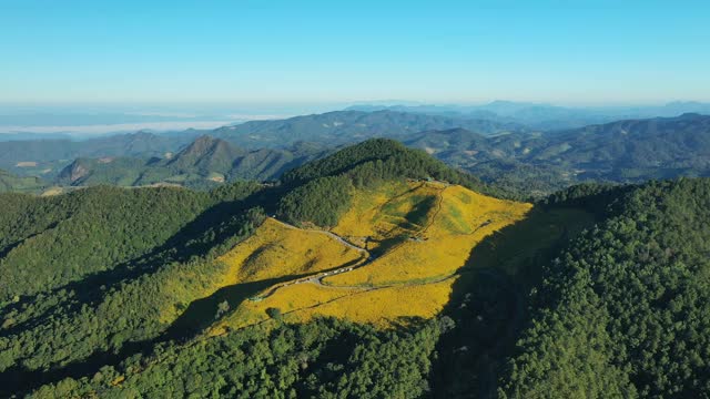 空中的春天，风景-风景花田通Buatong泰国北部视频素材