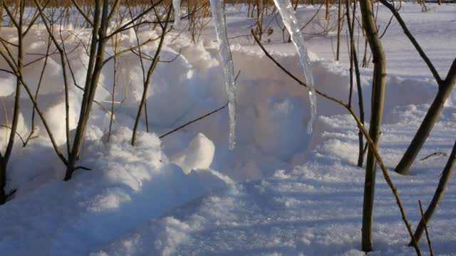 树枝上融化的雪片视频素材