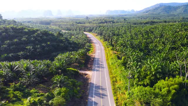 道路和棕榈树火焰鸟瞰图视频素材